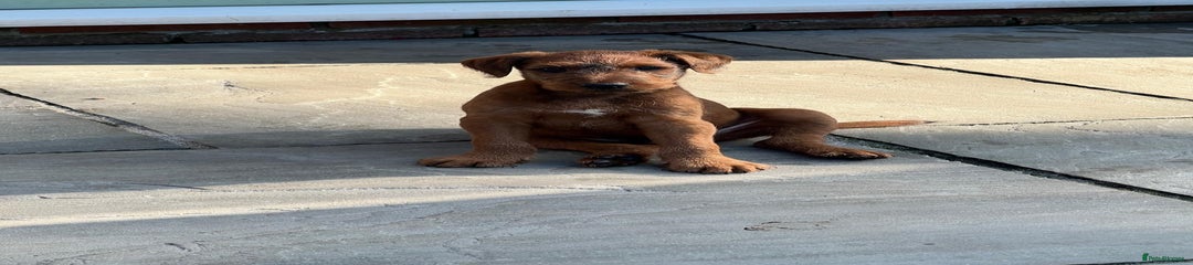 Irish Terrier Puppy 3