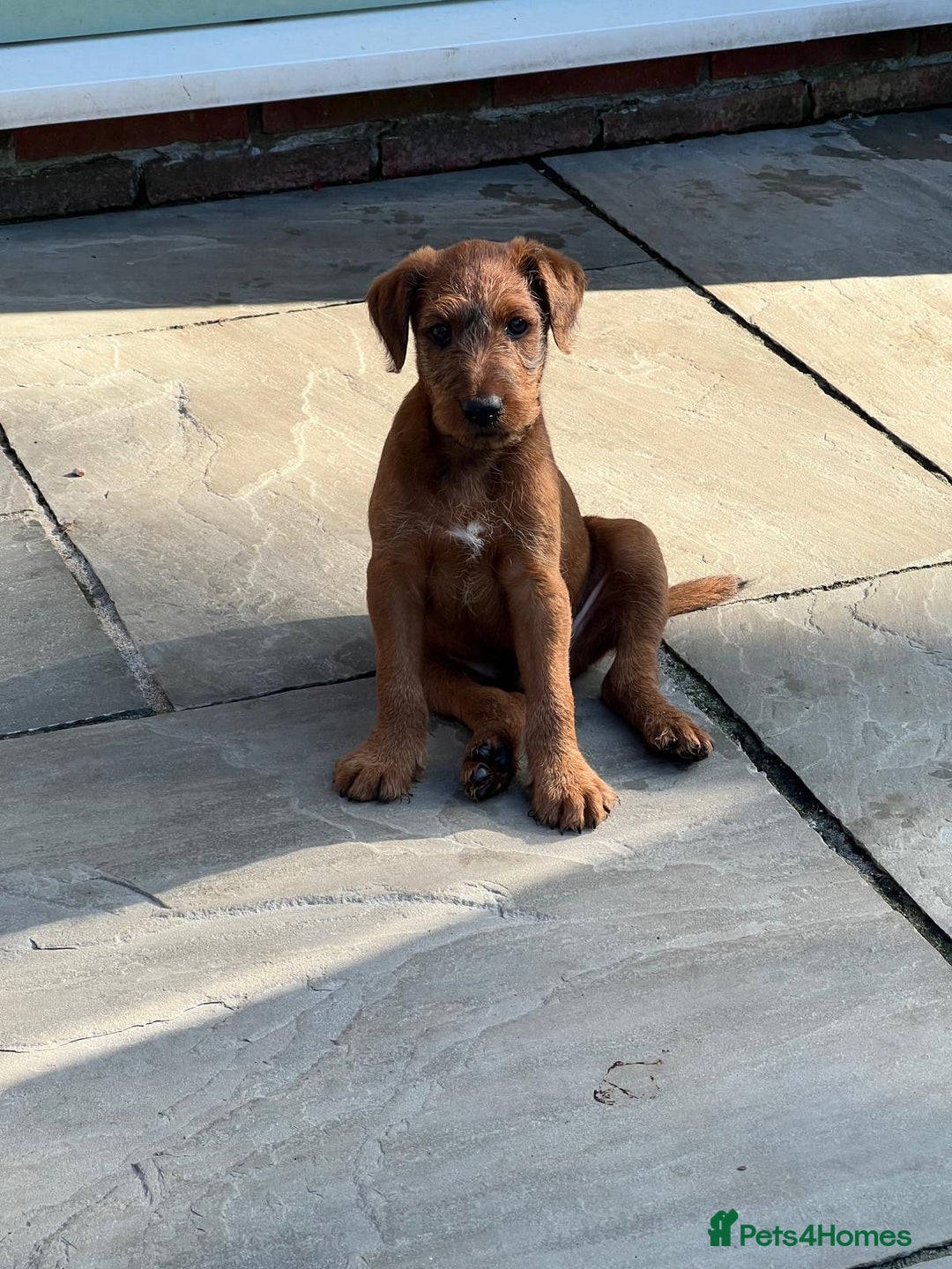 Irish Terrier dogs for sale: 2 Irish Terrier Puppy Girls for Sale 🐾 - Image 2