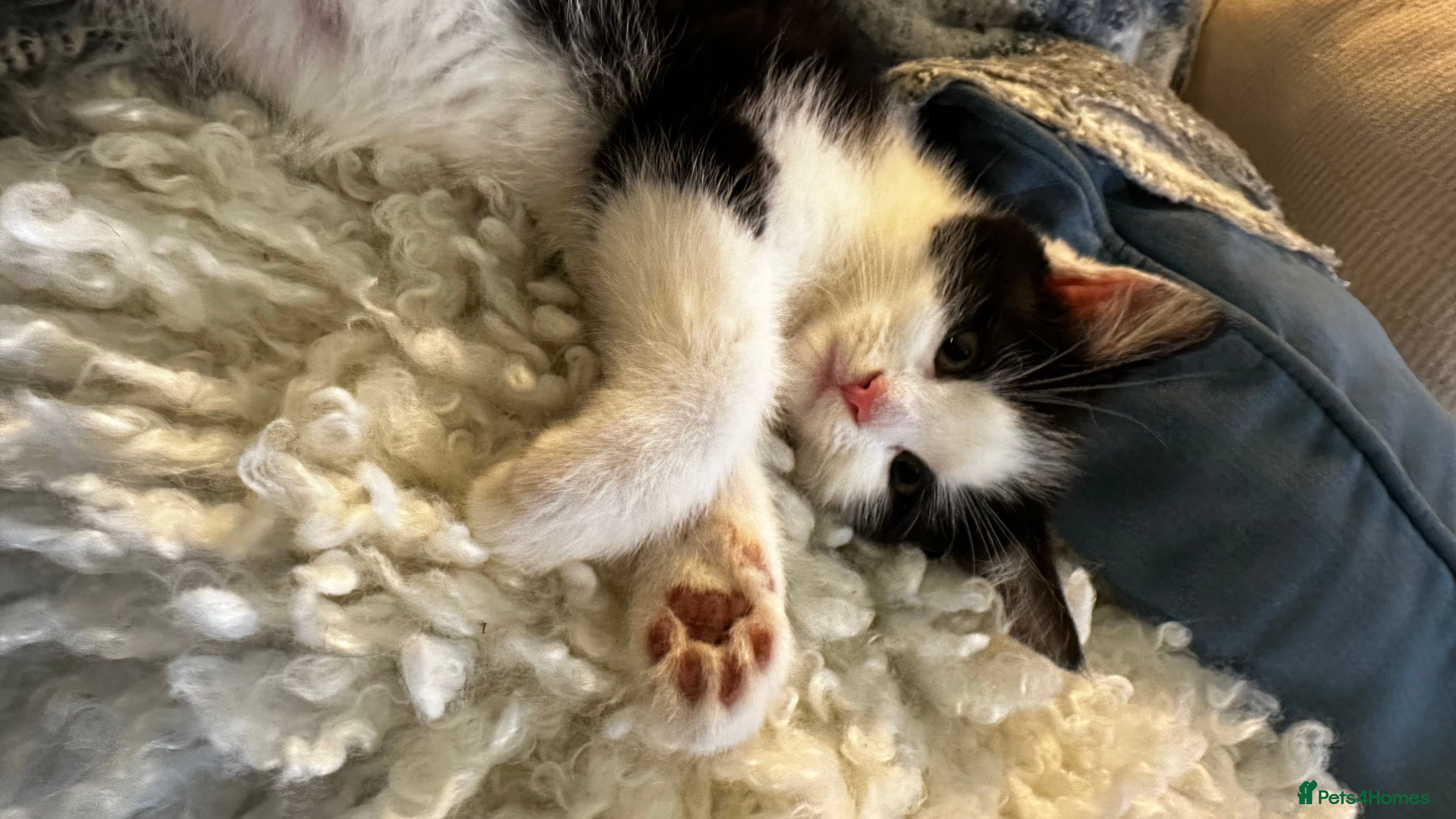 Mixed Breed cats Beautiful litter domestic short haired kittens - Advert 2