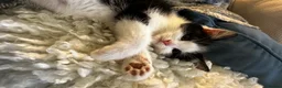 Mixed Breed cats for sale: Beautiful litter domestic short haired kittens - Advert 1