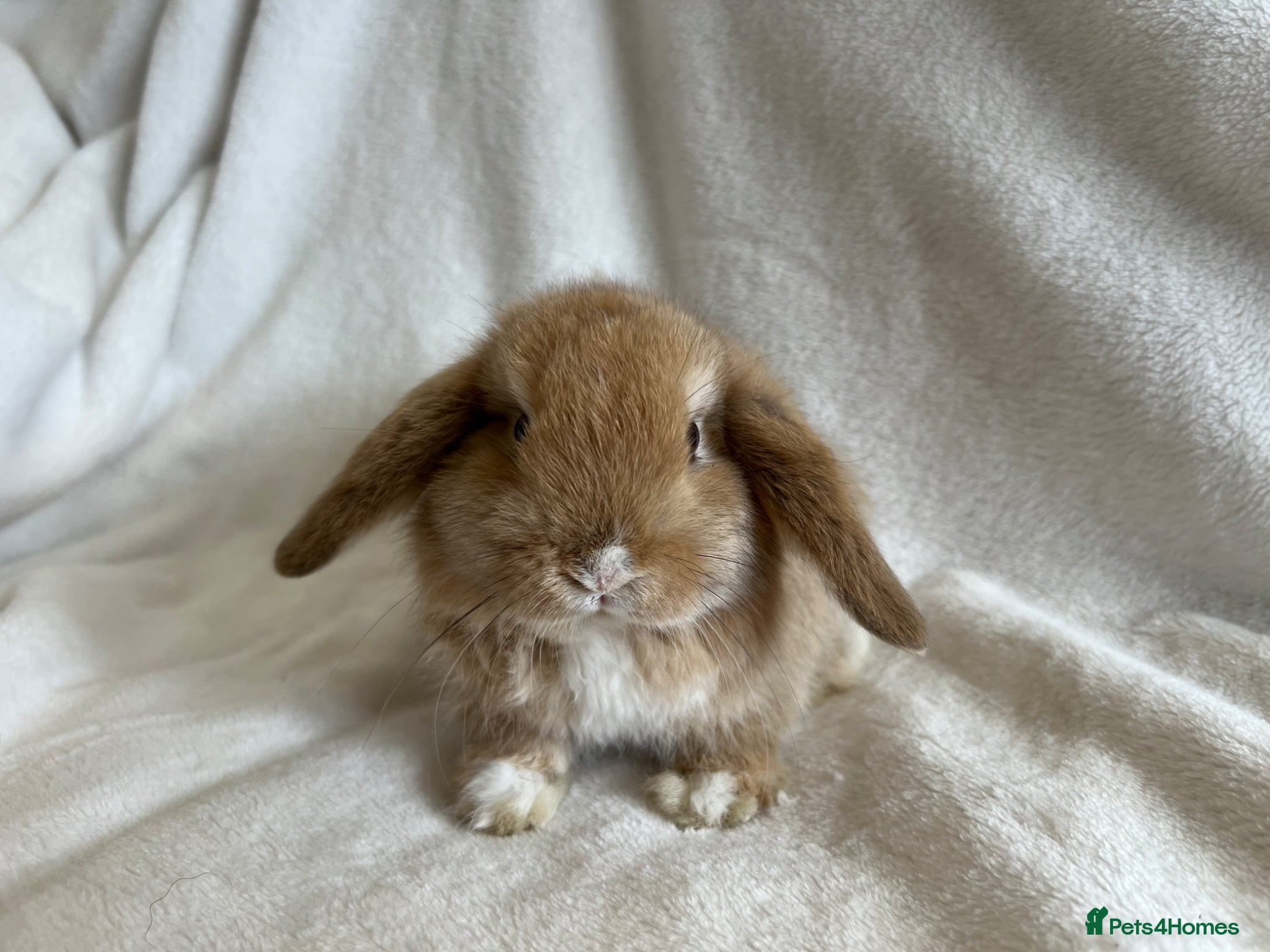 Mini Lop rabbits Mini Lops Ready to Leave Now  - Advert 2