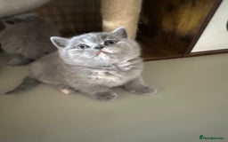 British Shorthair cats for sale: GCCF registered British longhairs and Shorthairs - Image 13