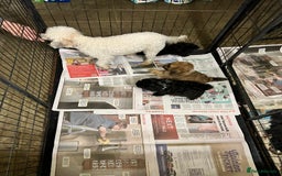 Toy Poodle dogs for sale: Beautiful KC Reg. Small Toy Poodle Puppies - Image 20