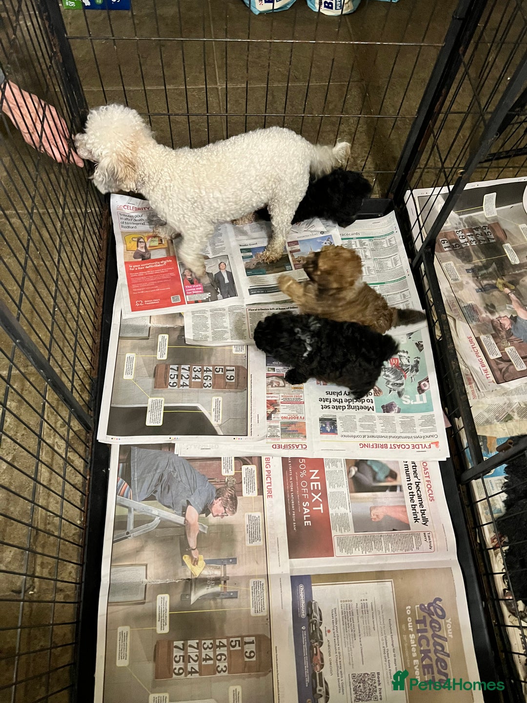 Toy Poodle dogs for sale: Beautiful KC Reg. Small Toy Poodle Puppies - Image 20