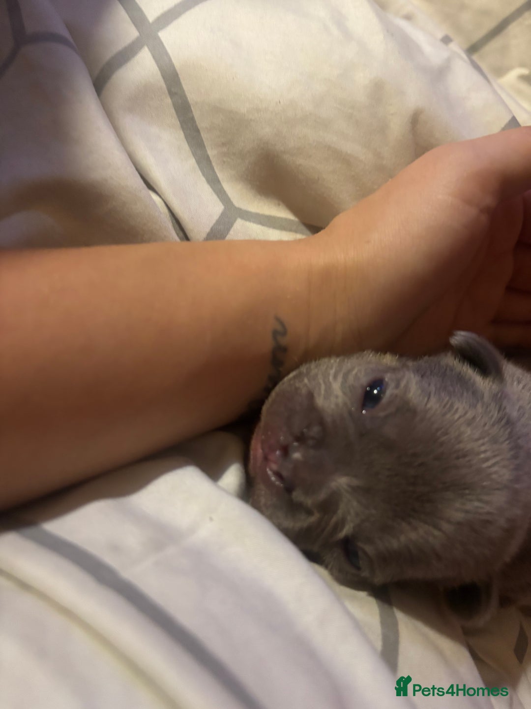 French Bulldog dogs for sale: French bulldogs  - Advert 12