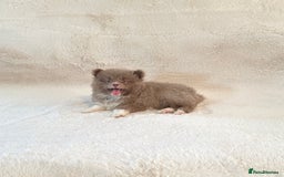 Pomsky dogs for sale: Rare lilac/tan tiny toysize Pomsky puppies - Image 10