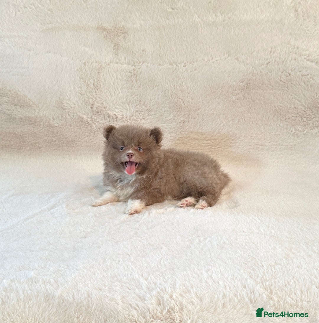 Pomsky dogs for sale: Rare lilac/tan tiny toysize Pomsky puppies - Image 10