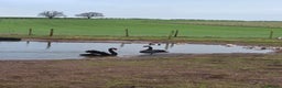 Waterfowl poultry for sale: Pair as black swans for sale - Advert 2