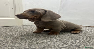 Miniature Dachshund dogs KC Reg Miniature Dachsunds - Advert 8