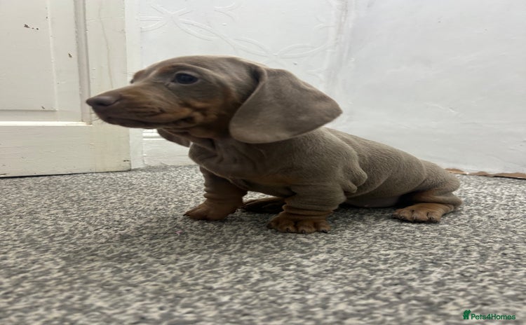 Miniature Dachshund dogs KC Reg Miniature Dachsunds - Advert 4