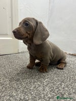 Miniature Dachshund dogs KC Reg Miniature Dachsunds - Advert 8