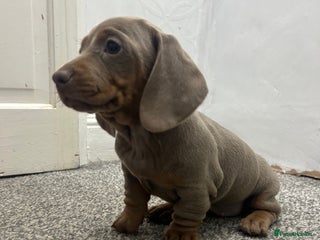 Miniature Dachshund dogs KC Reg Miniature Dachsunds - Advert 5