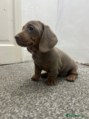 Miniature Dachshund dogs KC Reg Miniature Dachsunds - Advert 2