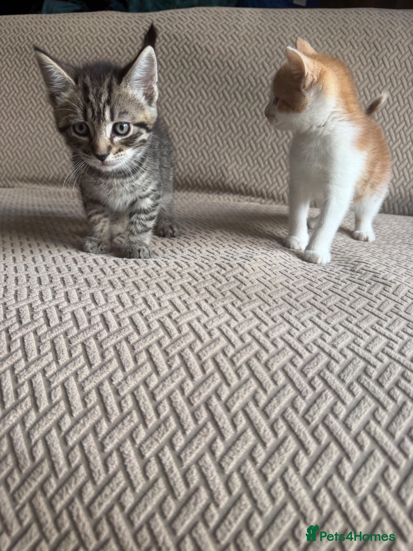 Mixed Breed cats Six Beautiful Tabby Kittens  - Advert 7