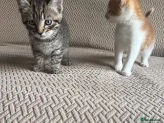 Mixed Breed cats Six Beautiful Tabby Kittens - Advert 7