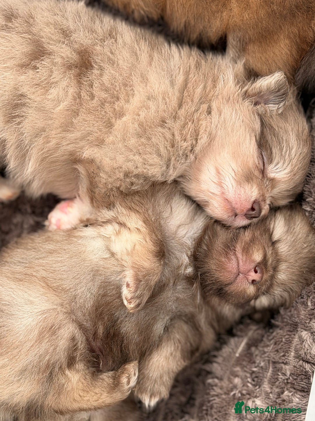 Pomeranian dogs for stud: 🐾✨ ** Lilac Tan Proven Stud Available! ✨🐾 - Advert 18