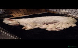 West Highland Terrier dogs for sale: Westie pups West Highland terriers  - Image 3