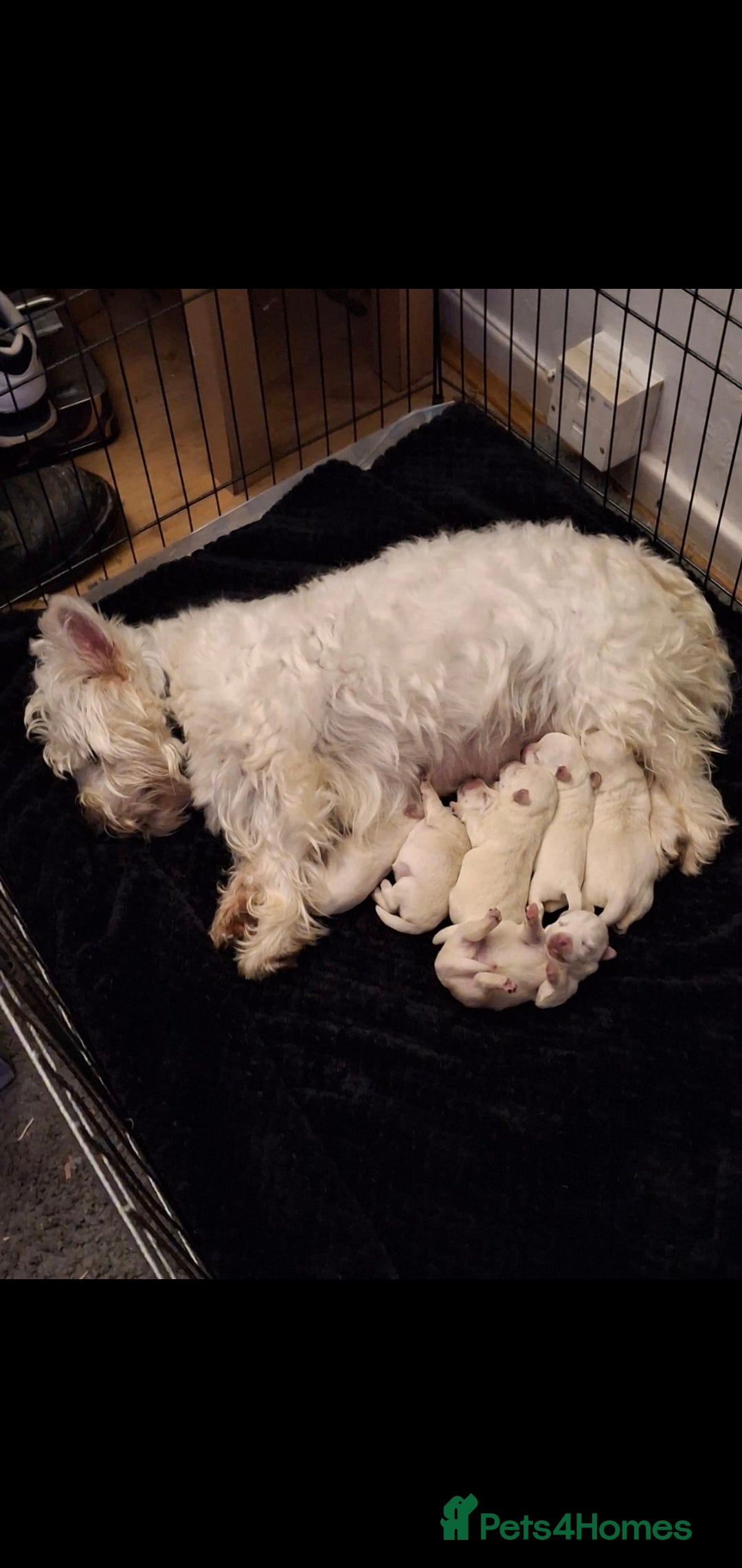 West Highland Terrier dogs for sale: Westie pups West Highland terriers  - Image 3