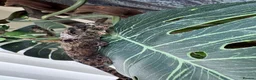 Gecko reptiles for sale: Mniarogekko chahoua full set up  - Advert 10