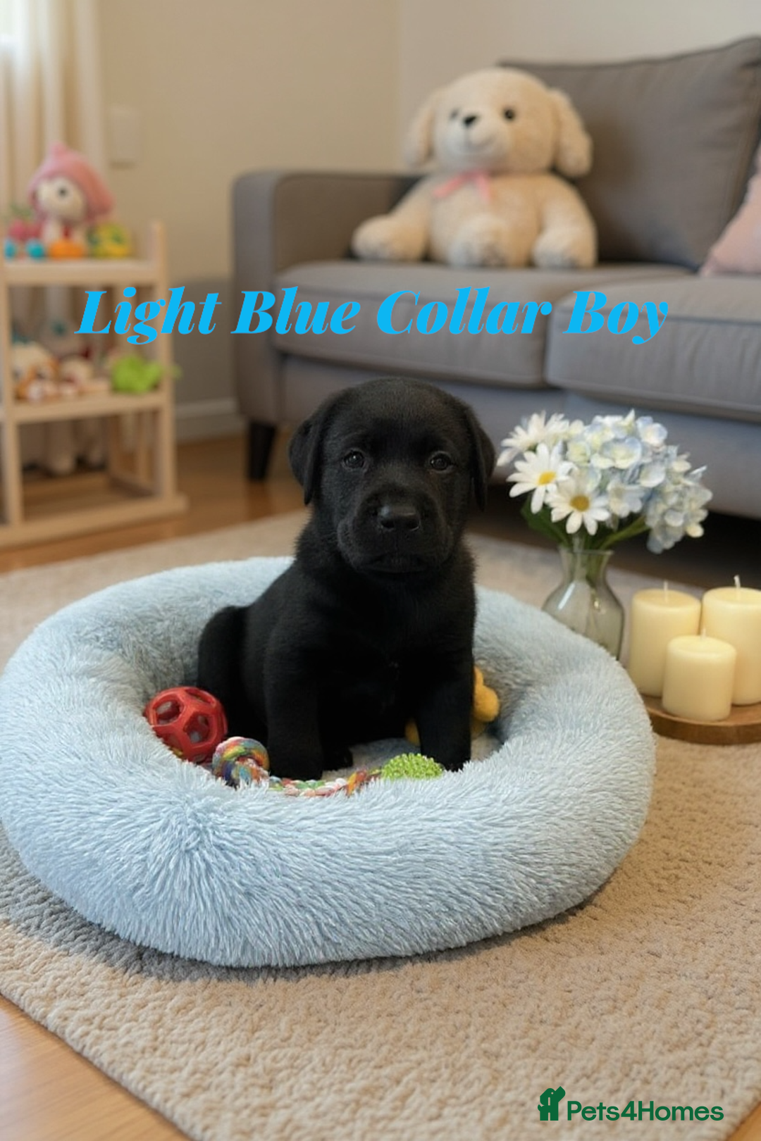 Labrador Retriever dogs for sale: Stunning KC Puppies Health Tested Parents - Advert 3