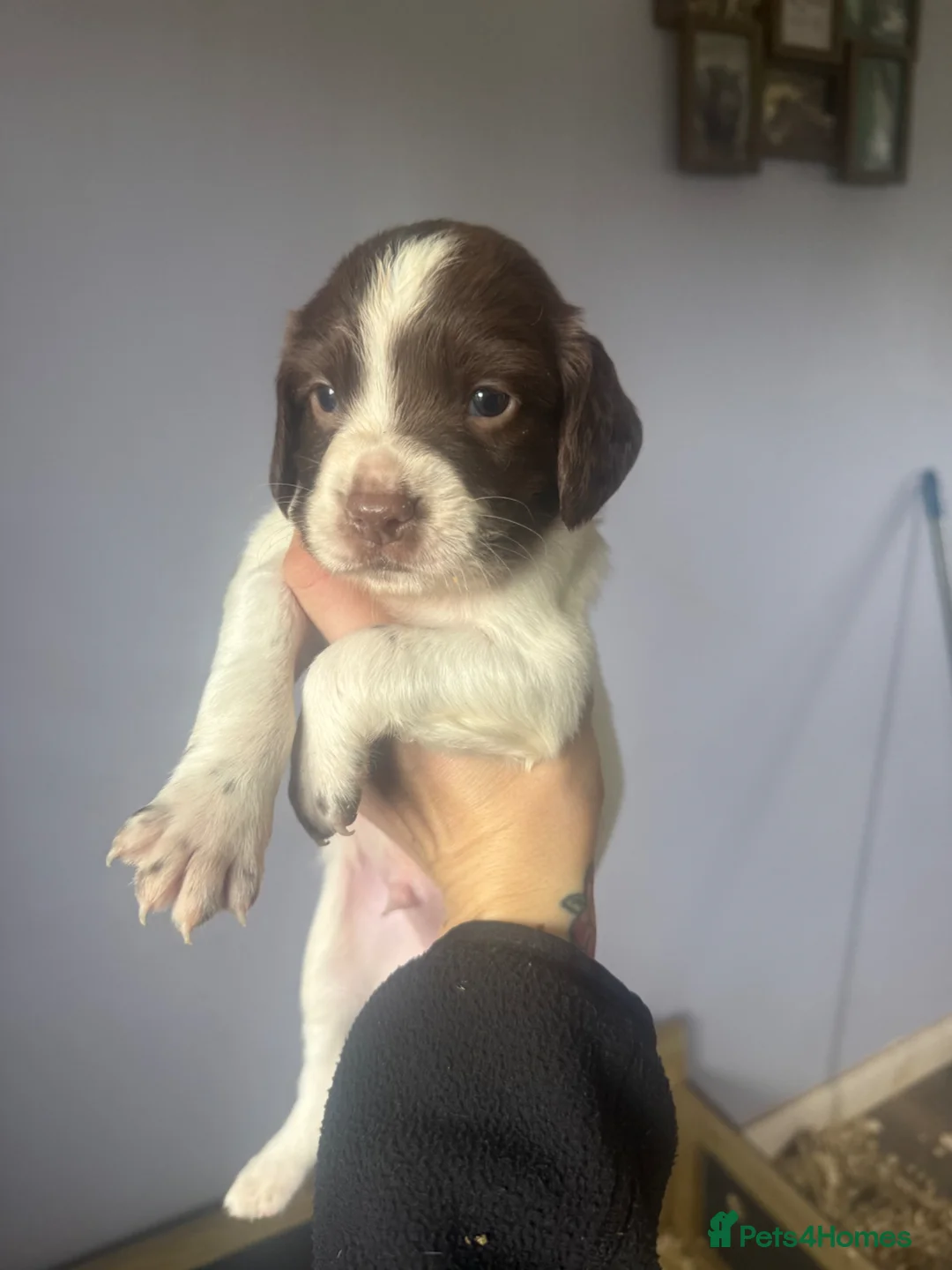 English Springer Spaniel dogs for sale: 1 bitch available springer puppies  - Advert 11