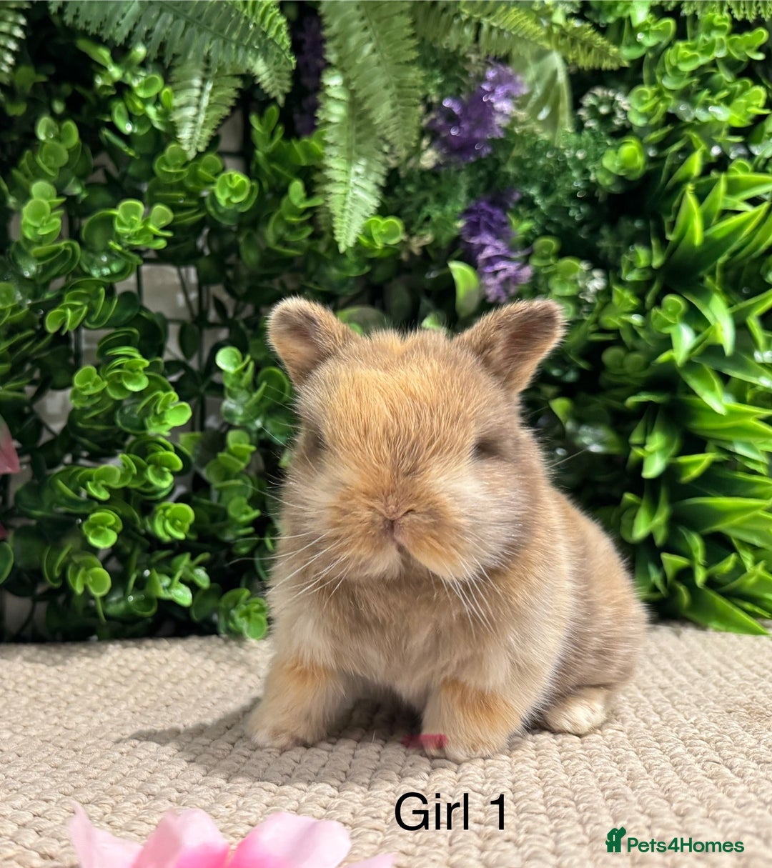 Mini Lop rabbits for sale: ⭐️ pure bred mini lops ⭐️ ready 27th dec - Advert 3