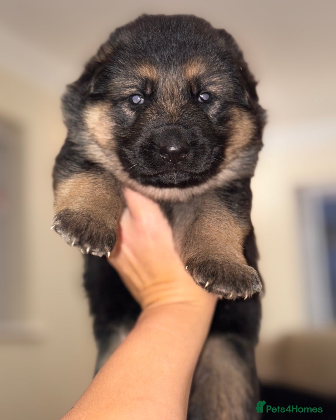 German Shepherd dogs for sale: Family reared GSD pups.  - Advert 34