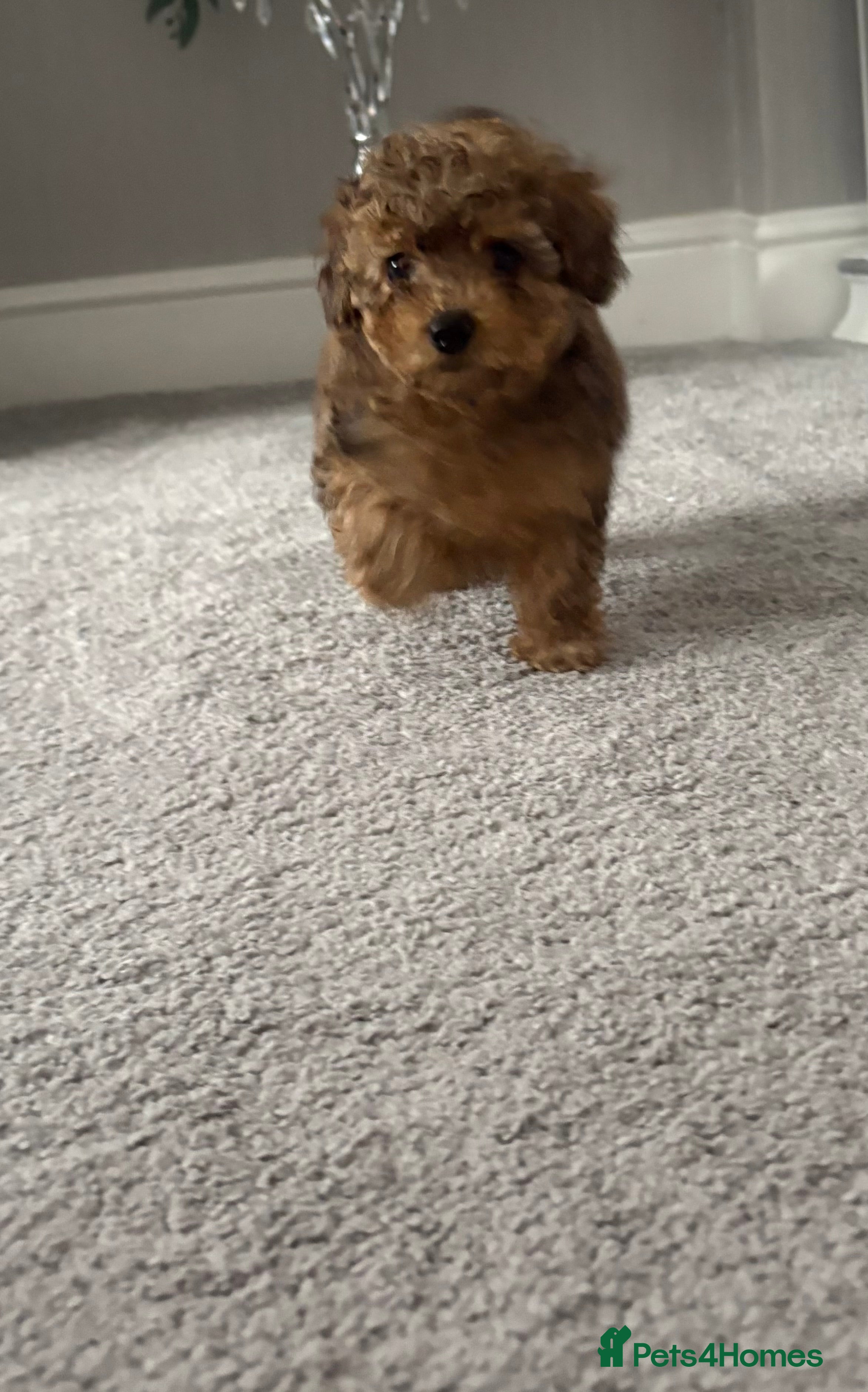 Cockapoo dogs MINITURE COCKAPOO  GIRL - Advert 2