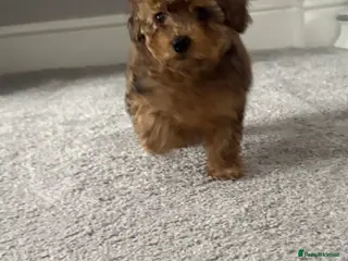 Cockapoo dogs MINITURE COCKAPOO GIRL - Advert 3