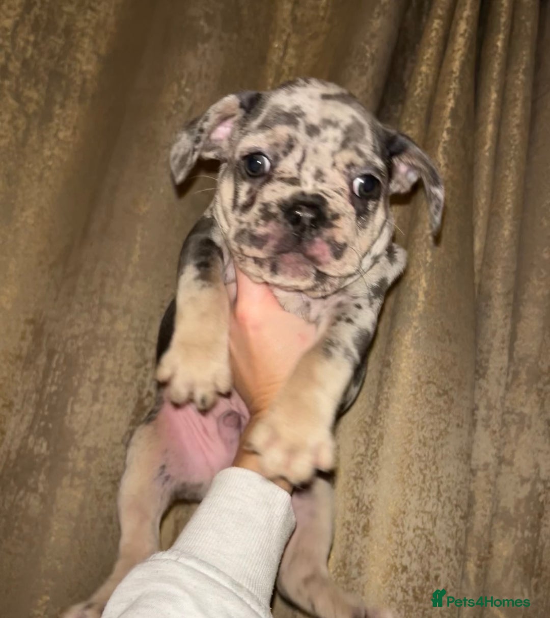 French Bulldog dogs for sale: READY NOW French bulldog pups REDUCED - Advert 5
