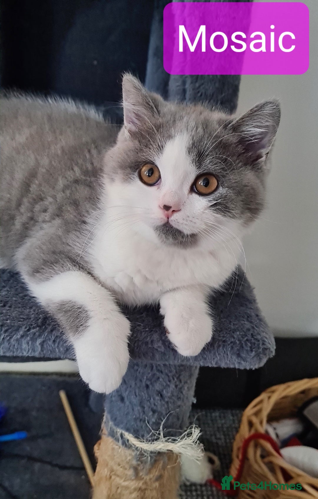 British Shorthair cats for sale: 4 PEDIGREE kittens READY TO GO! 2 LEFT - Image 18