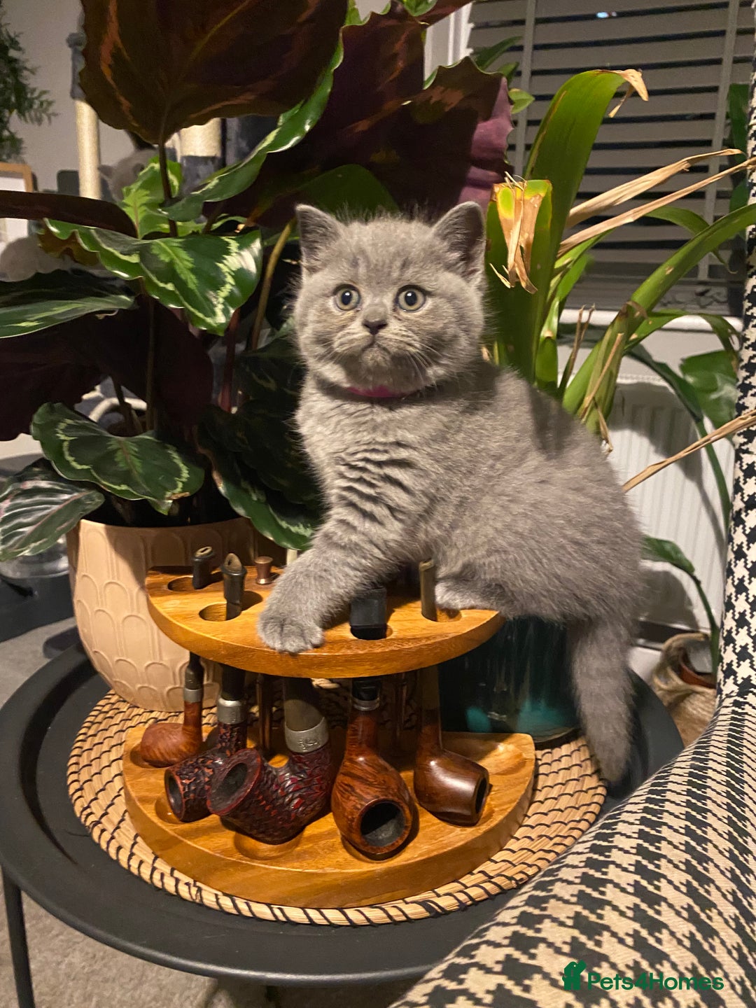 British Shorthair cats for sale: Stunning British short hair GCCF/TICA - Advert 11