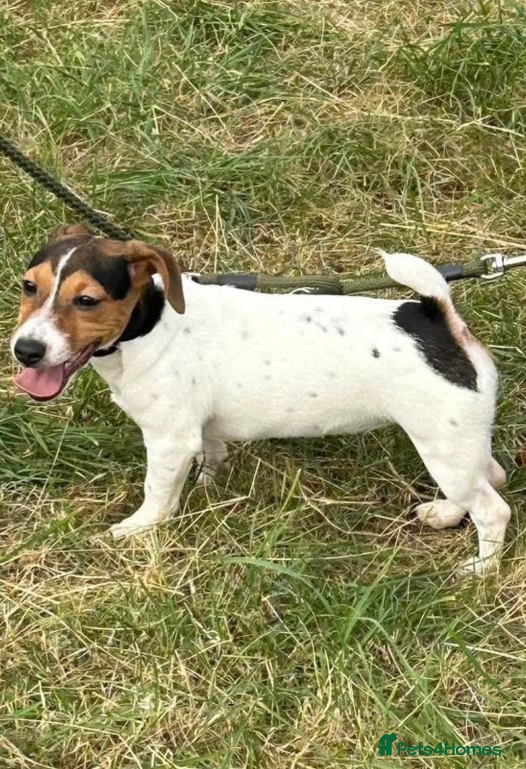 Jack Russell dogs for sale: Jack Russell male  - Advert 10
