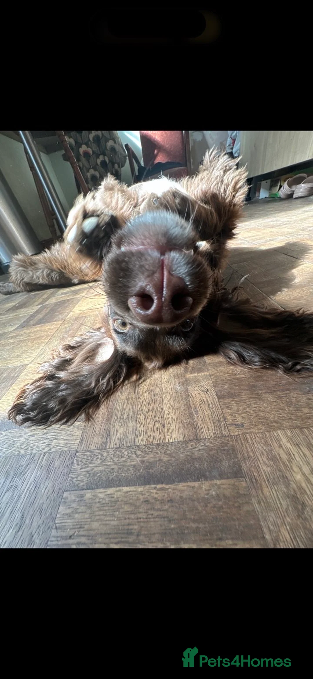 Cocker Spaniel dogs for stud: KC - Chocolate Cocker Spaniel for stud. - Advert 4