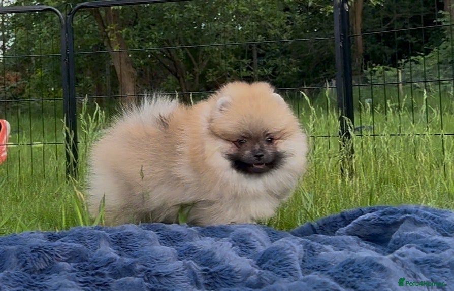 Pomeranian dogs for sale:  Rare colour Russian line Teddy Bear Pom Puppies ✨ - Advert 10