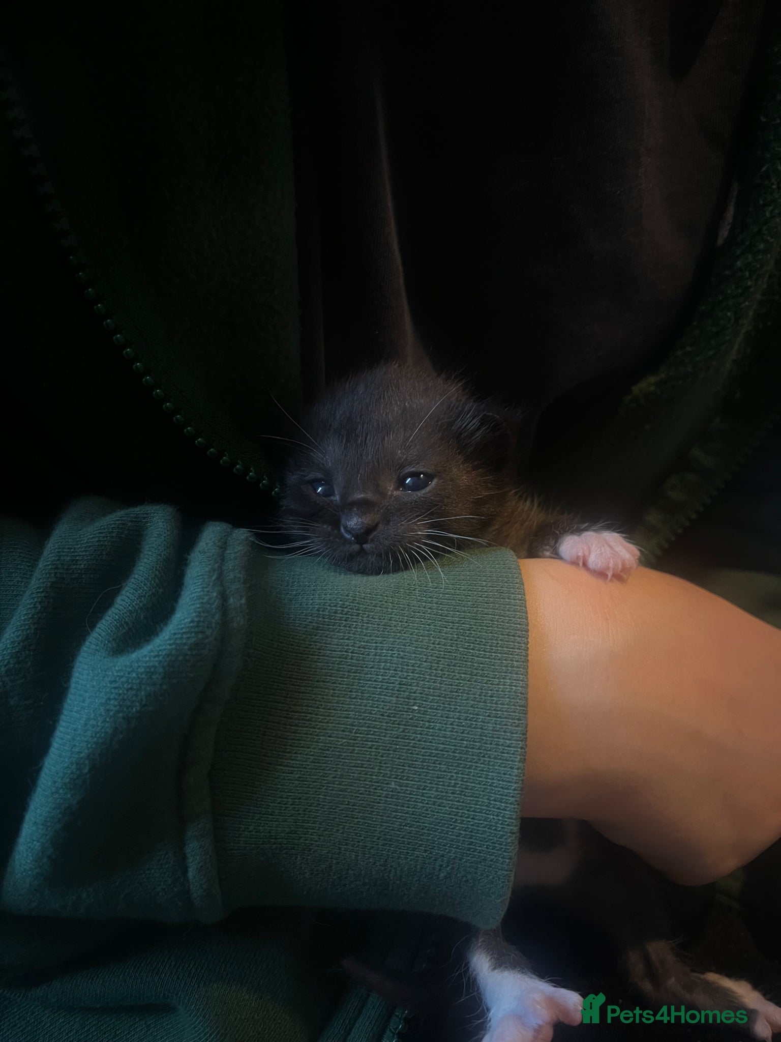 Mixed Breed cats 5 kittens for sale  - Advert 1