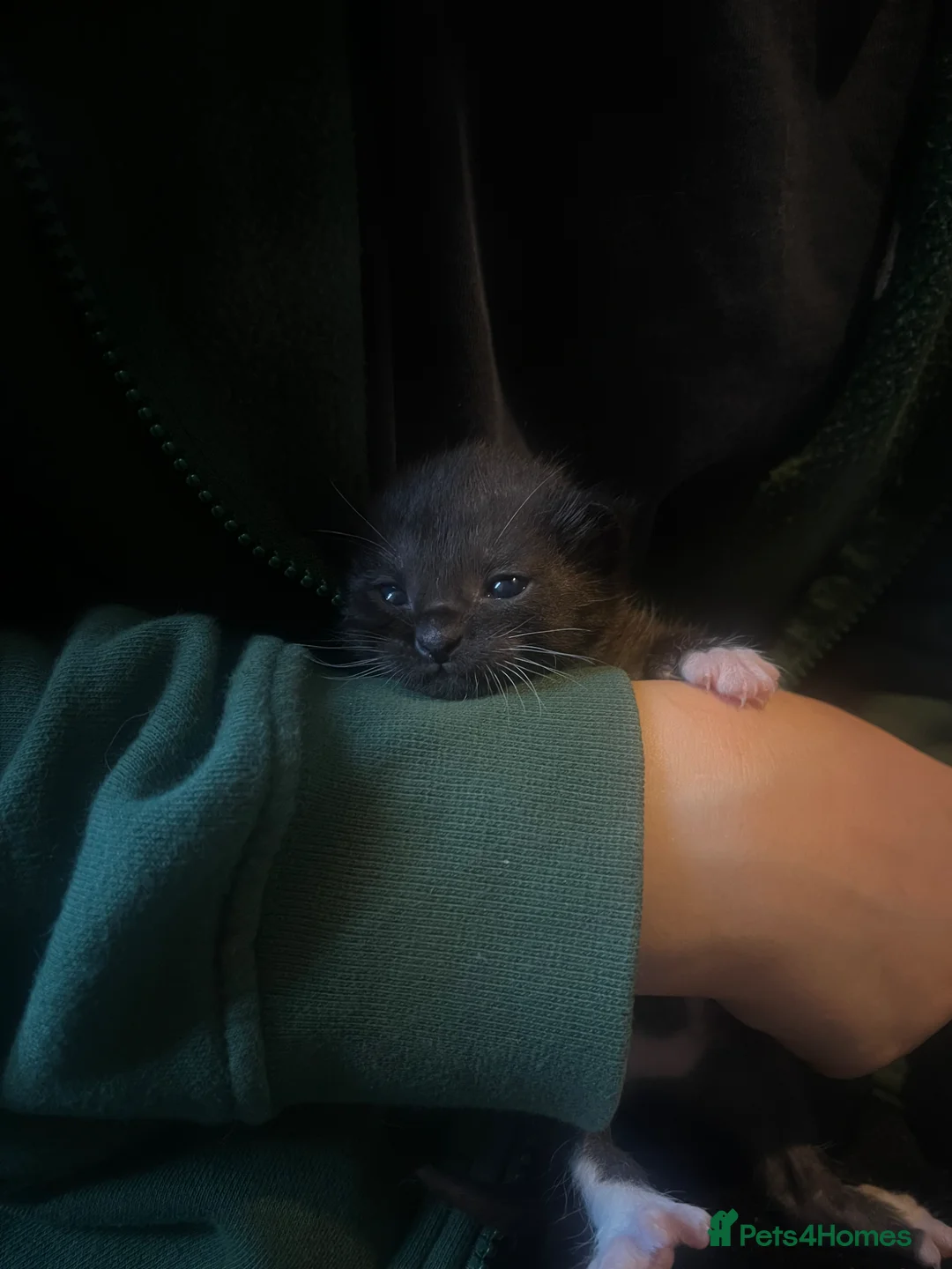 Mixed Breed cats for sale: 5 kittens for sale  - Advert 1