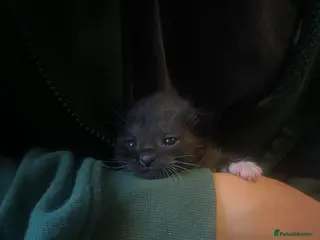 Mixed Breed cats 5 kittens for sale - Advert 1