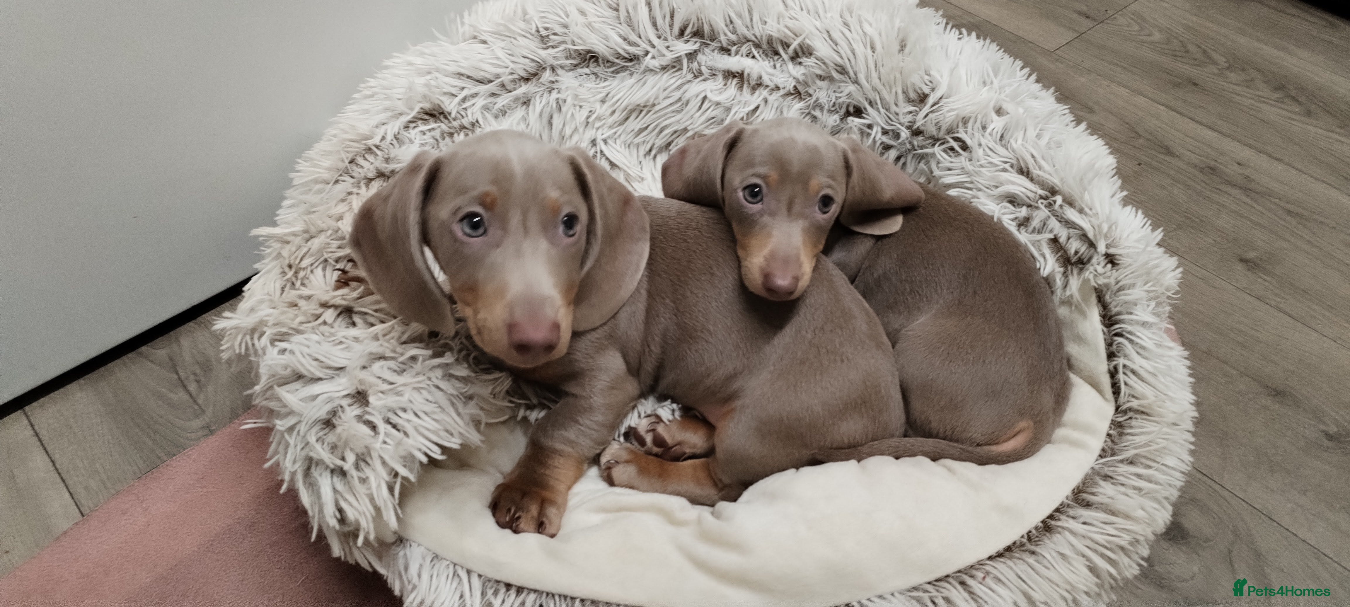 Miniature Dachshund dogs KC Reg Dachshund Min Isabella & Tan Piebald Pups - Advert 18