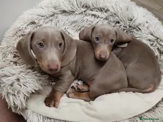 Miniature Dachshund dogs KC Reg Dachshund Min Isabella & Tan Piebald Pups - Advert 18