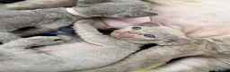 Devon Rex cats for sale: Beautiful Devon Rex Kittens 🐾❤️ - Advert 5