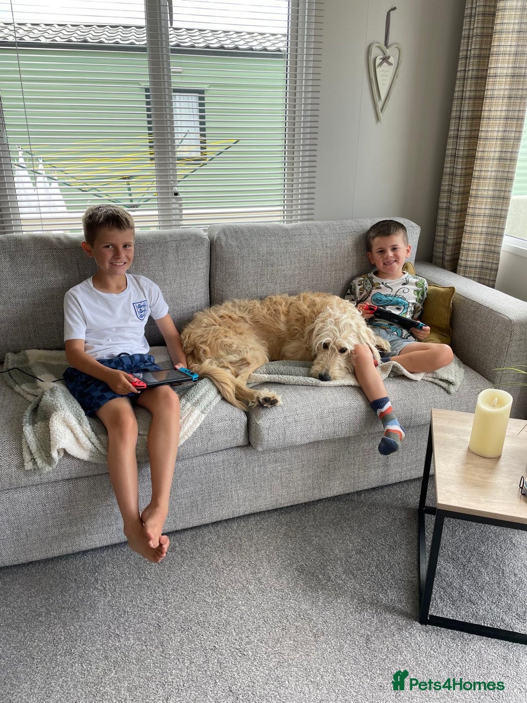 Goldendoodle dogs for sale: Exceptional 11 Month Male Goldendoodle - Advert 5