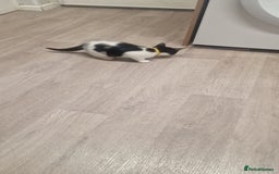 Mixed Breed cats for sale: 1 black and white kitten  - Image 9