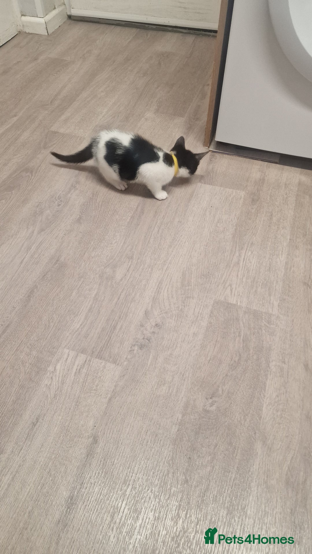 Mixed Breed cats for sale: 1 black and white kitten  - Image 9