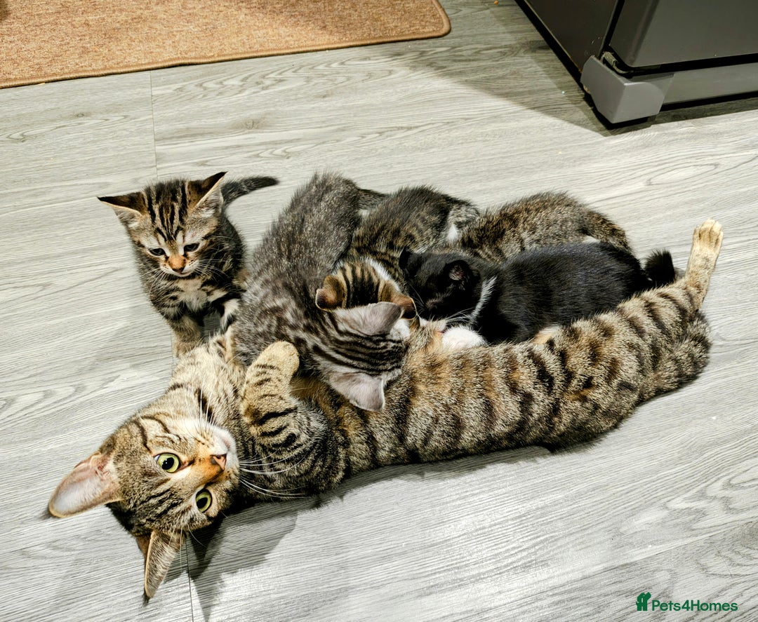 Mixed Breed cats for sale: Bengal Marble & British Shorthair  - Advert 13