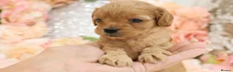 Cavapoo dogs for sale: *HEALTH TESTED*Cavapoo Puppies 5*LICENSED BREEDER* - Advert 12