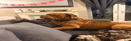 Mixed Breed dogs for sale: Presa cross dogue de Bordeaux  - Advert 14
