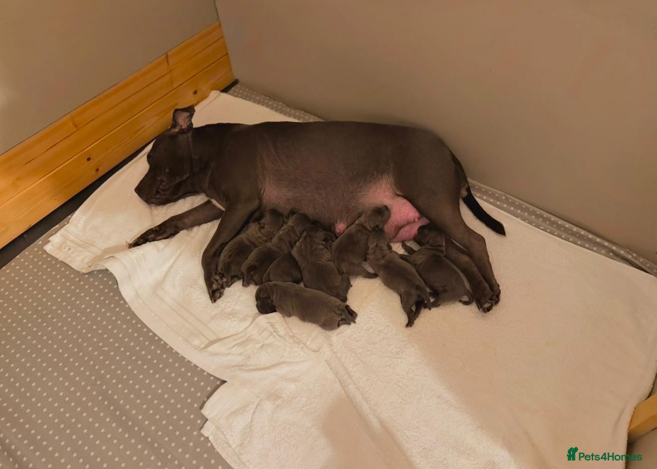 Staffordshire Bull Terrier dogs SUPERIOR BLUE STAFFORDSHIRE BULL TERRIER PUPS  - Advert 1