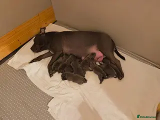 Staffordshire Bull Terrier dogs SUPERIOR BLUE STAFFORDSHIRE BULL TERRIER PUPS - Advert 1