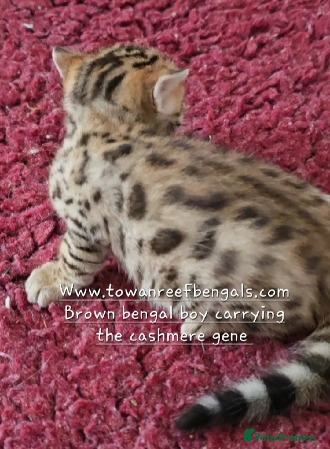 Bengal cats for sale: Tica registered bengal and rare cashmere kittens - Advert 2